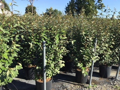  Olijfwilg (Elaeagnus Ebbingei 'Compacta')