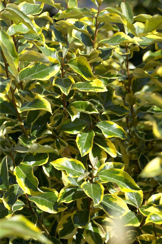  Bontbladige Olijfwilg Als Boom (Elaeagnus Ebbingei 'Gilt Edge')