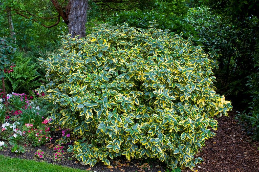  Olijfwilg (Elaeagnus Ebbingei 'Viveleg')