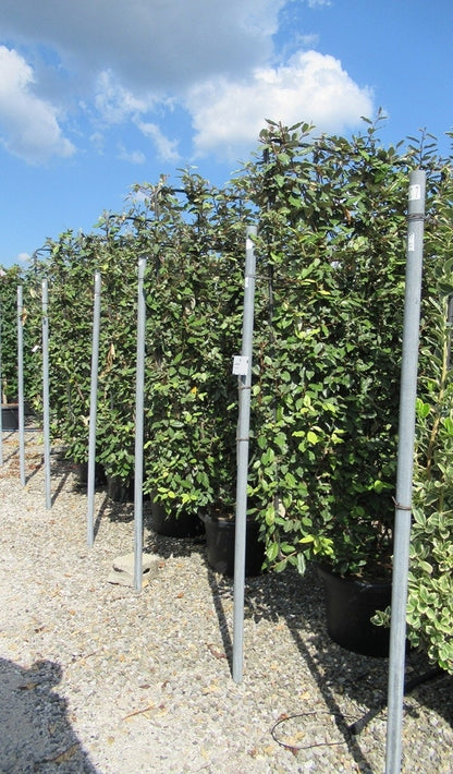  Olijfwilg Als Leivorm (Elaeagnus Ebbingei)