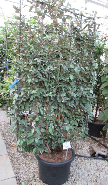  Olijfwilg Als Leivorm (Elaeagnus Ebbingei)