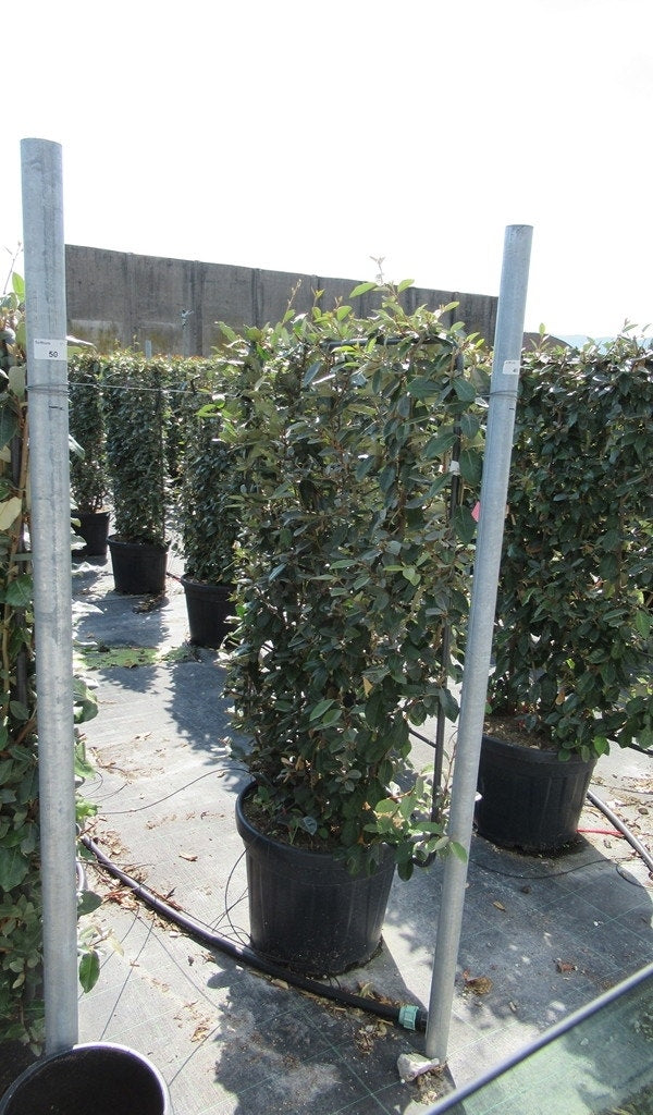  Olijfwilg Als Leivorm (Elaeagnus Ebbingei)