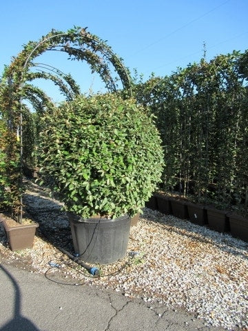  Olijfwilg Als Bol (Elaeagnus Ebbingei 'Compacta')