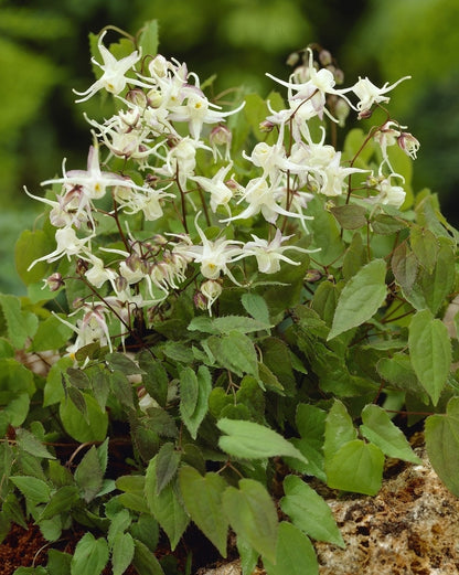  Elfenbloem (Epimedium Grandiflorum)