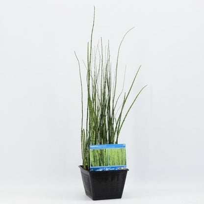  Holpijp (Equisetum Japonica)