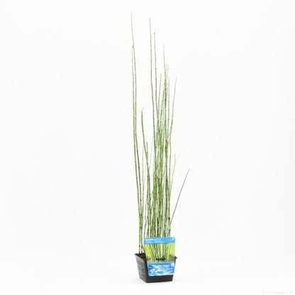  Holpijp (Equisetum Japonica)