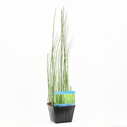  Holpijp (Equisetum Japonica)