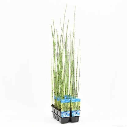  Holpijp (Equisetum Japonica)
