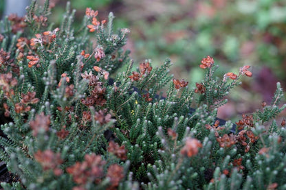  Gewone Dopheide (Erica Tetralix)