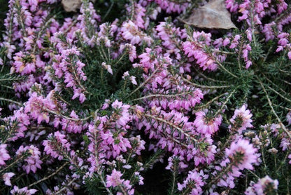  Rode Winterheide (Erica Carnea 'December Red')
