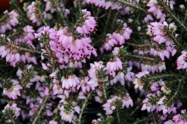  Rode Winterheide (Erica Carnea 'December Red')