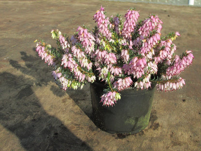  Roze Winterheide (Erica Carnea 'Pink Spangles')