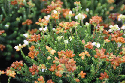  Dopheide (Erica Cinerea 'Alba')