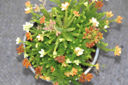  Dopheide (Erica Cinerea 'Alba')