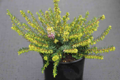  Winterheide Lila-roze (Erica Darleyensis 'Darley Dale')