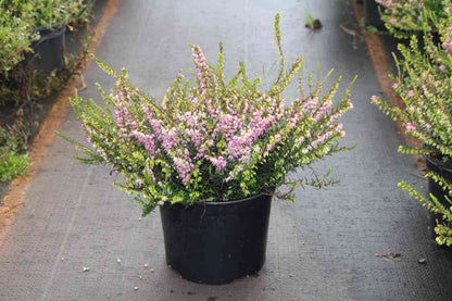 Winterheide Lila-roze (Erica Darleyensis 'Darley Dale')