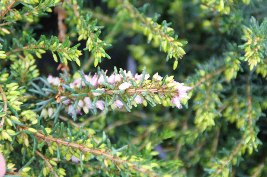  Winterheide Lila-roze (Erica Darleyensis 'Darley Dale')