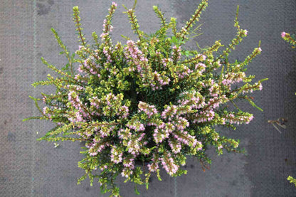  Winterheide Lila-roze (Erica Darleyensis 'Darley Dale')