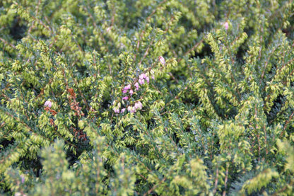  Roze Winterheide (Erica Darleyensis 'Ghost Hills')