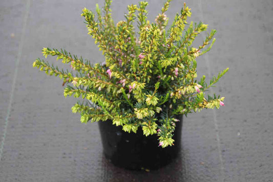  Roze Winterheide (Erica Darleyensis 'Ghost Hills')