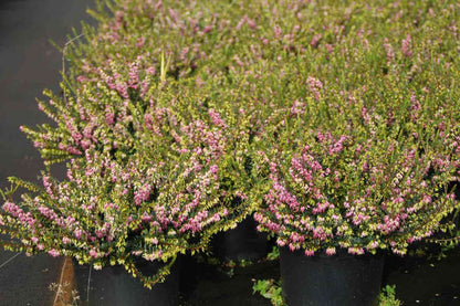  Roze Winterheide (Erica Darleyensis 'Ghost Hills')