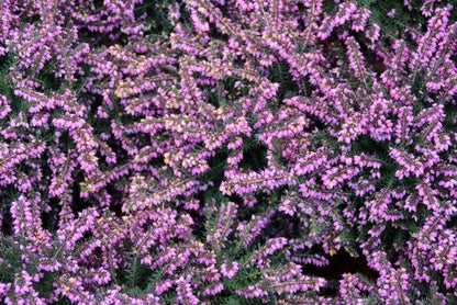  Rode Winterheide (Erica Darleyensis 'Kramer's Rote')