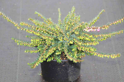  Rode Winterheide (Erica Darleyensis 'Kramer's Rote')