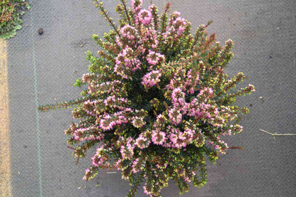  Winterheide Paars-roze (Erica Darleyensis 'Rubina')