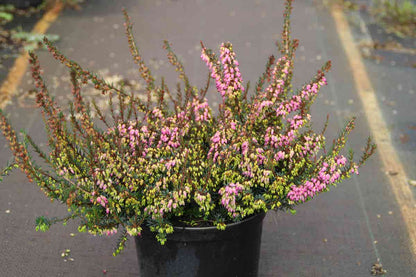  Winterheide Paars-roze (Erica Darleyensis 'Rubina')
