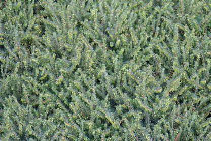  Winterheide Paars (Erica Darleyensis 'Spring Surprise')