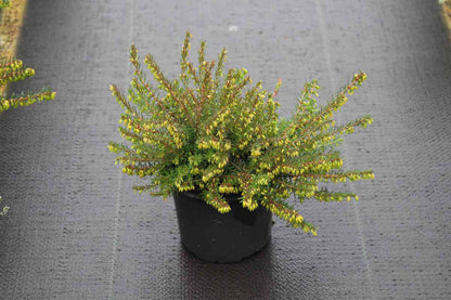  Winterheide Paars (Erica Darleyensis 'Spring Surprise')