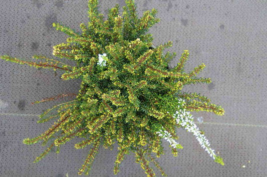  Winterheide Paars (Erica Darleyensis 'Spring Surprise')