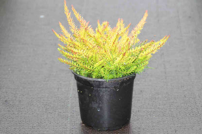  Winterheide (Erica Darleyensis 'Stieneke')