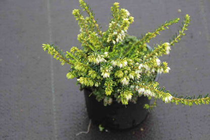  Witte Winterheide (Erica Darleyensis 'White Perfection')
