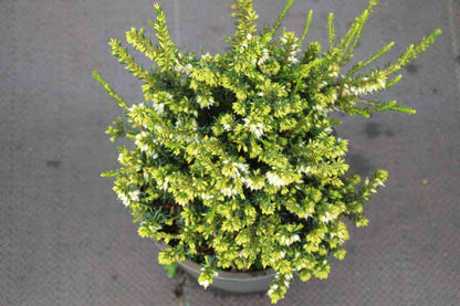  Witte Winterheide (Erica Darleyensis 'White Perfection')