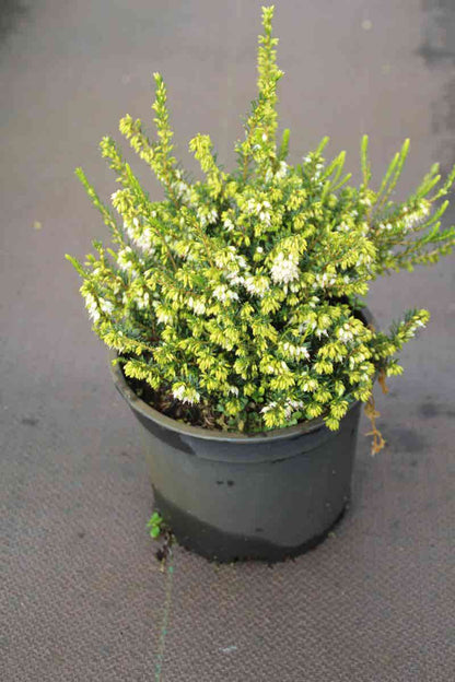  Witte Winterheide (Erica Darleyensis 'White Perfection')