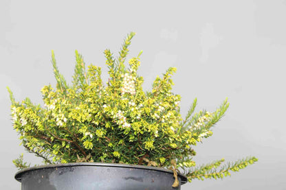  Witte Winterheide (Erica Darleyensis 'White Perfection')