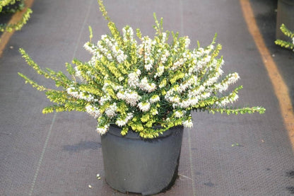  Witte Winterheide (Erica Darleyensis 'White Perfection')