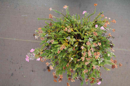  Gewone Dopheide (Erica Tetralix)