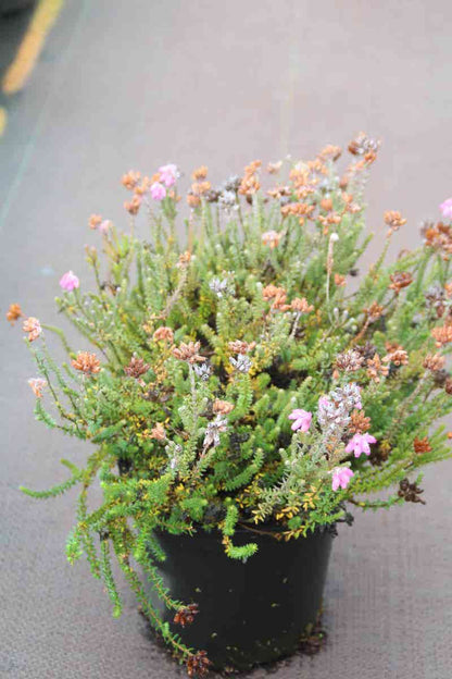  Gewone Dopheide (Erica Tetralix)