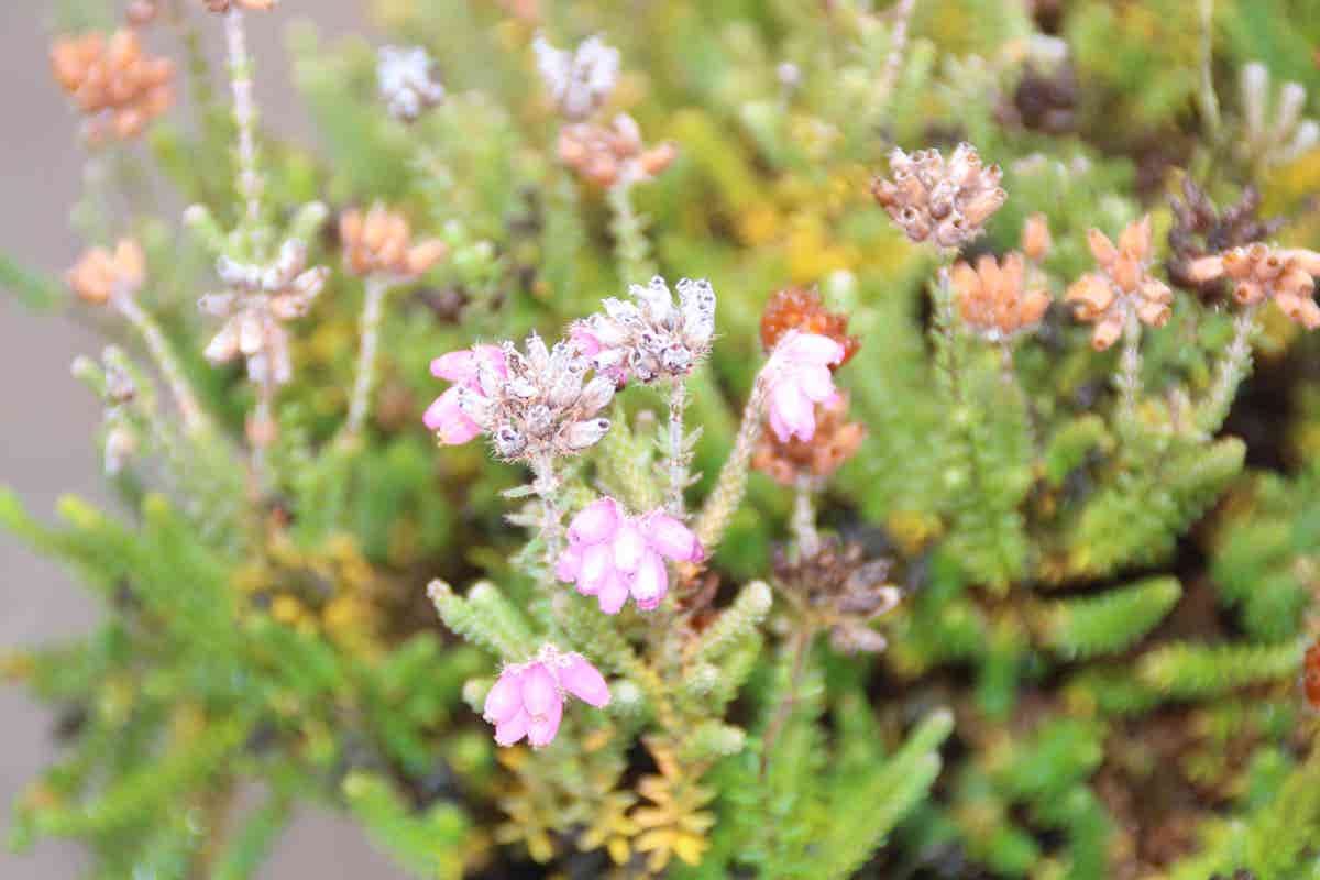  Gewone Dopheide (Erica Tetralix)
