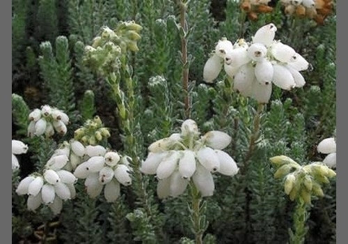  Gewone Dopheide (Erica Tetralix 'Alba') 