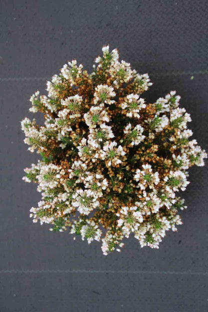  Zwerfheide Wit (Erica Vagans ''Lyonesse'')