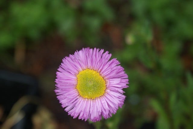  Fijnstraal (Erigeron 'Rosa Juwel')