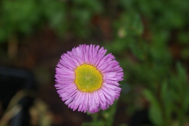 Fijnstraal (Erigeron 'Rosa Juwel')