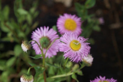  Fijnstraal (Erigeron 'Rosa Juwel')