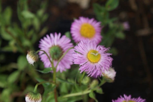  Fijnstraal (Erigeron 'Rosa Juwel')