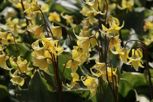  Hondstand (Erythronium 'Pagoda')