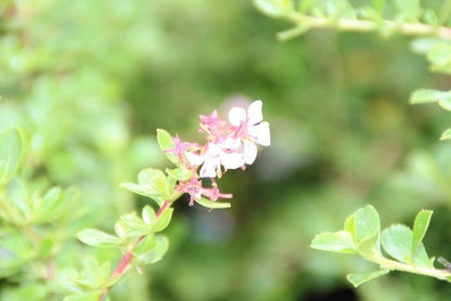  Escallonia (Escallonia 'Donard Seedling')