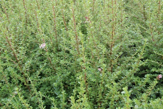  Escallonia (Escallonia 'Donard Seedling')
